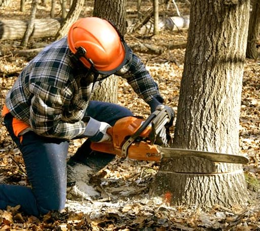Tree Removal in Heth, AR